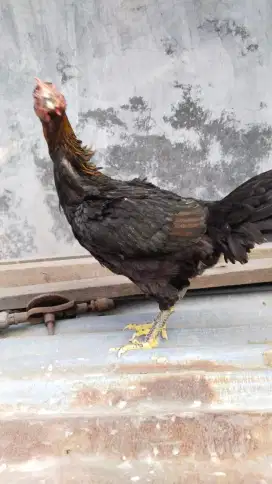 Ayam pelung umur 4 bulan