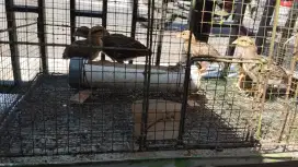 Anak ayam bekisar