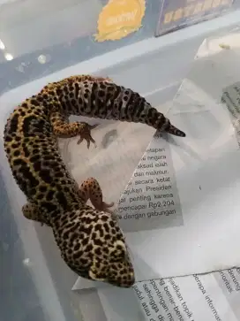 Gecko toke pakistan