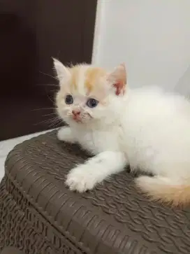 Mix breed induk exo & dady bsh imporr