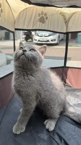BSH British Short Hair Kitten
