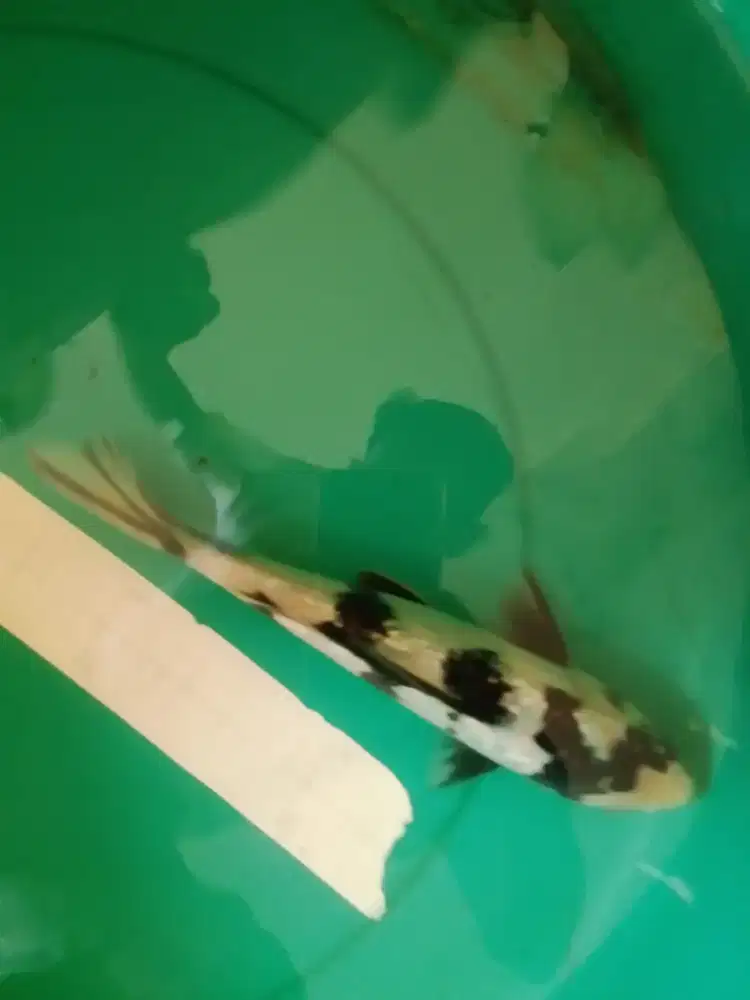 Ikan koi jenis Shiro Ginrin 26cm