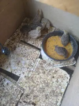 Burung puyuh remaja