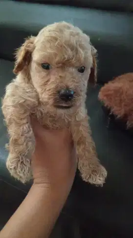 Mix poodle jantan banyak bulunya