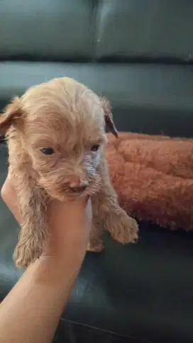 Mix poodle betina