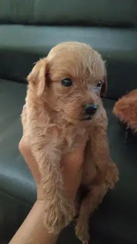 Mix poodle jantan