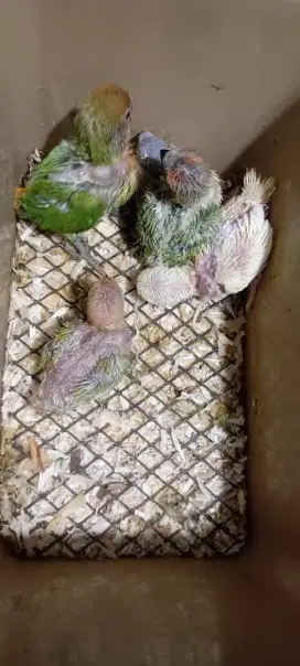 Jual lolohan/anakan lovebird nonklep