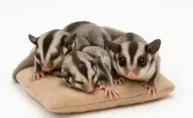 JUAL SEMUA SUGER GLIDER