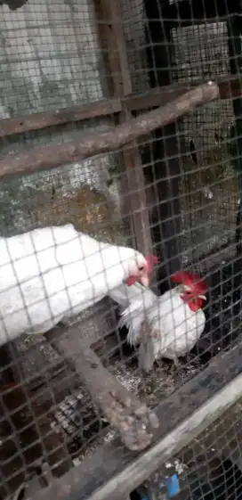 Jual ayam hias kate serama/tema