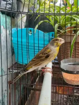 Burung Blacken suara unik