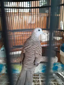 Perkutut bangkok hiasan teras gacor pol