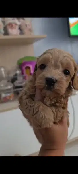 Poodle jantan dan betina / non stb