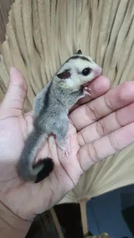 Sugarglider whiteface 1 bulan