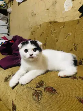kucing Scottish fold sf jantan