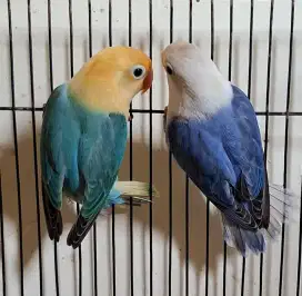 Burung love bird