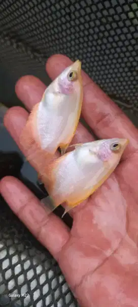 ikan gurame Padang UK nyilet