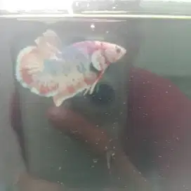 cupang barongsai