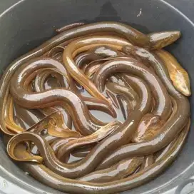 Belut hidup bisa cod