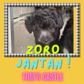 Juan anakan toy silfer pudel stb vaksin