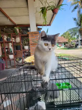 BSH Betina Bicolor 4.5 Bulan