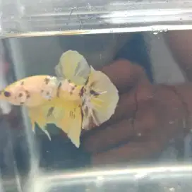 cupang yellow base