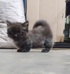 Kitten Munchkin Jantan