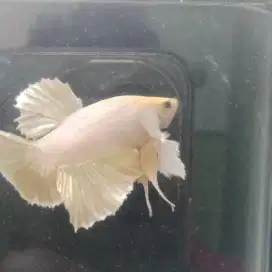 cupang dumbo ear