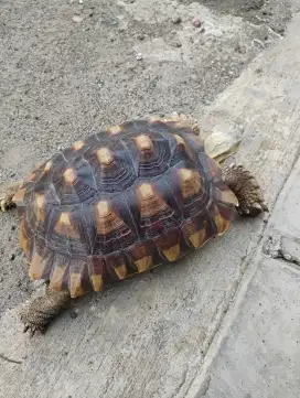Kura kura sehat lucu murah