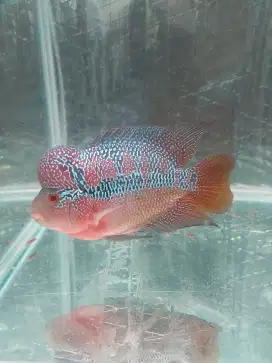 Louhan cencu 13cm