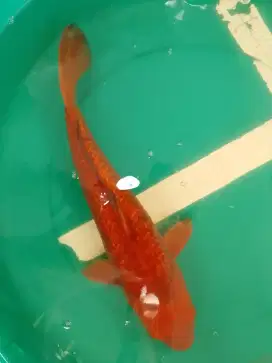 Ikan koi jenis Karamel Ginrin 41cm antik