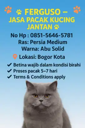 JASA PACAK KUCING PERSIA ABU ABU BLUE SOLID LONGHAIR