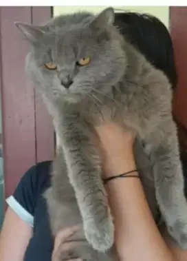 JASA PACAK KUCING PERSIA ABU ABU BLUE SOLID LONGHAIR