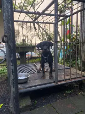 Rot betina 3bulan vaksin