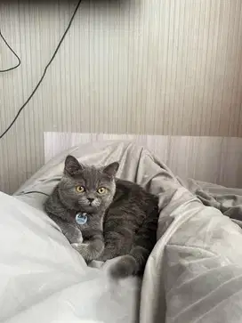 KUCING BSH BLUE SOLID