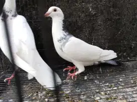 Sepasang Merpati