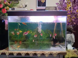Aquarium Kaca 60x50