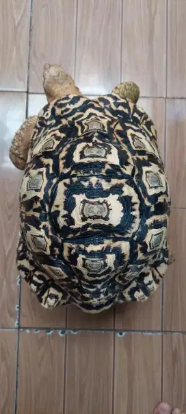 Kura-kura leopard pardalis 30cm