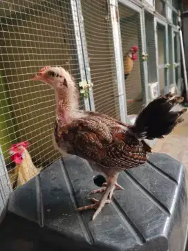 Anakan ayam hutan Sumatra ( jalak ) jantan