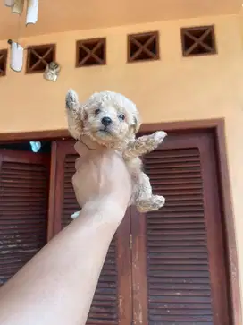 Toy Poodle Fawn (Apricot)