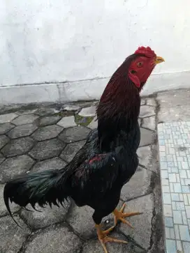 Dijual ayam Bangkok bervideo