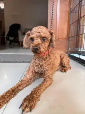 Toy poodle 2.5 tahun