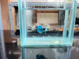 Ikan Cupang Avatar / RKC / Nemo Cooper