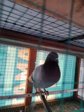 Burung Merpati Dara
