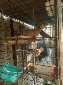 Jual aja burung 3 ekor