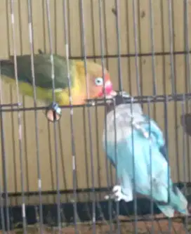 Lovebird siap produksi