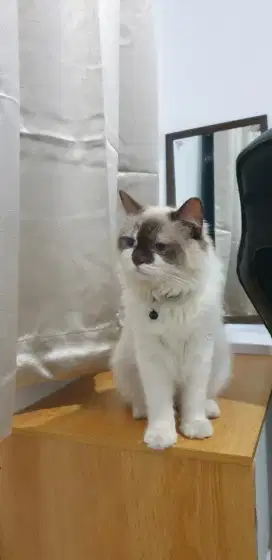 Kucing ragdoll usia 14 bln jantan