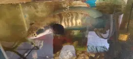 Chana rawatan lama