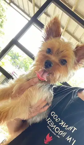 Open Adopt Anjing Yorkshire Terrie