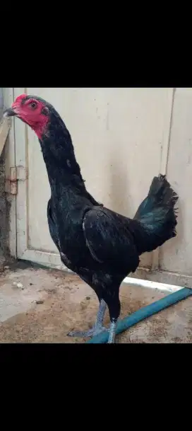 Ayam betina koytrad Silangan mangon