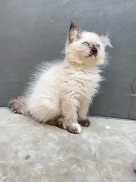 Kitten Himalaya Longhair
